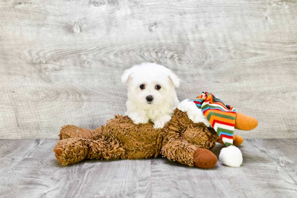 Maltese Pup Being Cute