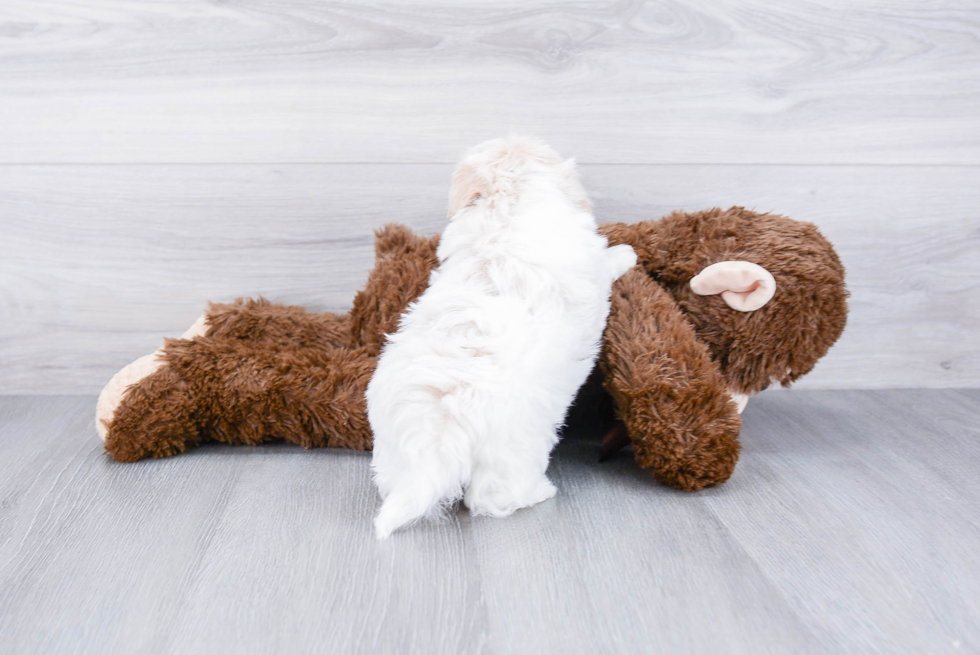 Maltipoo Pup Being Cute