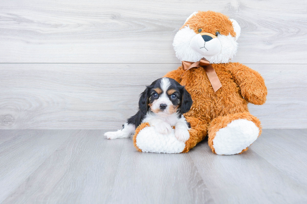 Best Cavalier King Charles Spaniel Baby