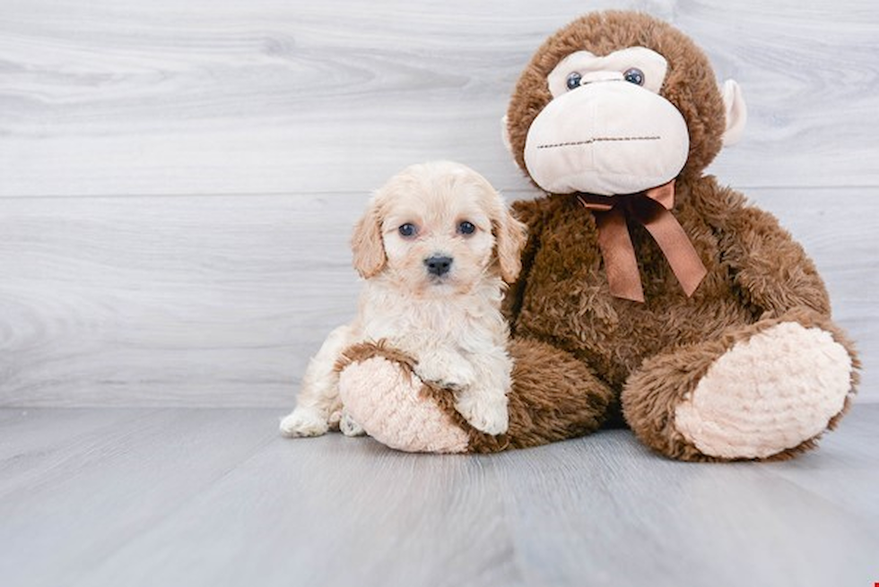 Cavachon Pup Being Cute