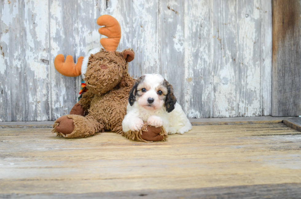 Best Cavachon Baby