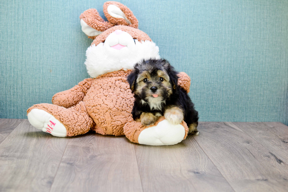 Morkie Pup Being Cute