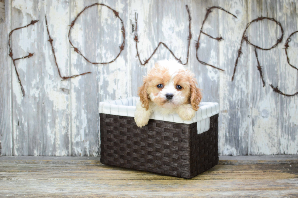 Cavachon Pup Being Cute