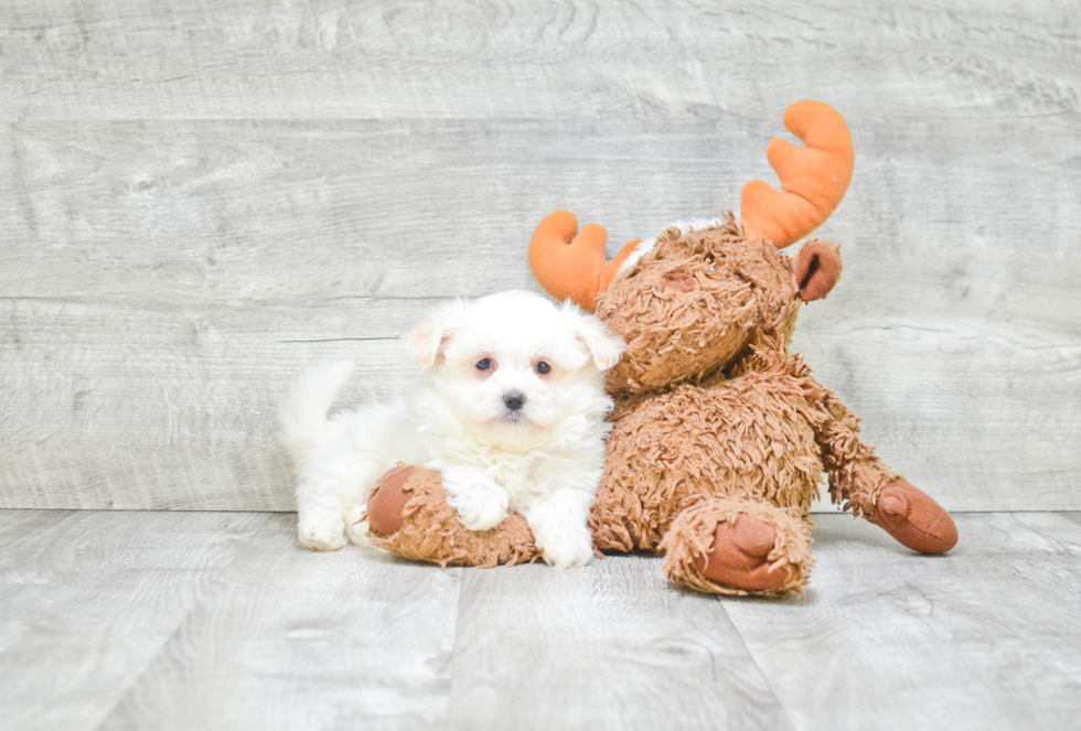 Maltipom Pup Being Cute