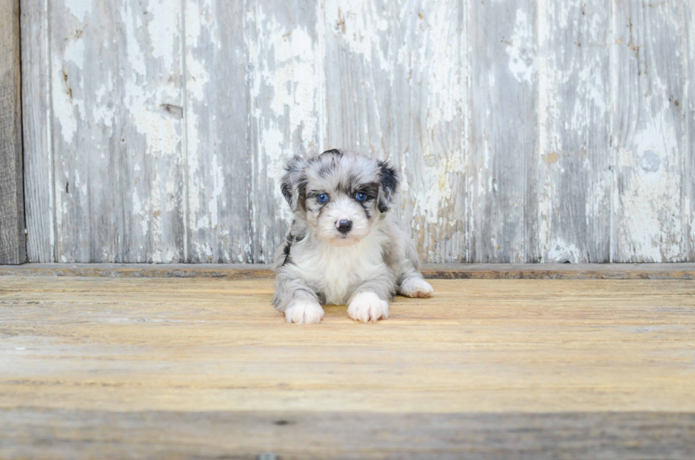 Fluffy Mini Aussiedoodle Poodle Mix Pup