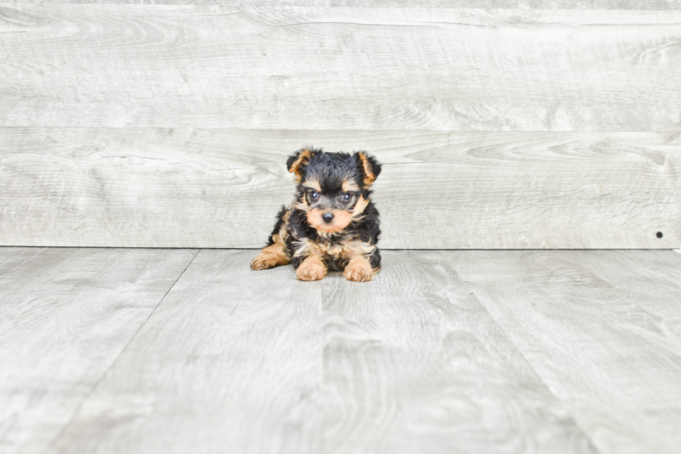 Small Yorkie Poo Baby