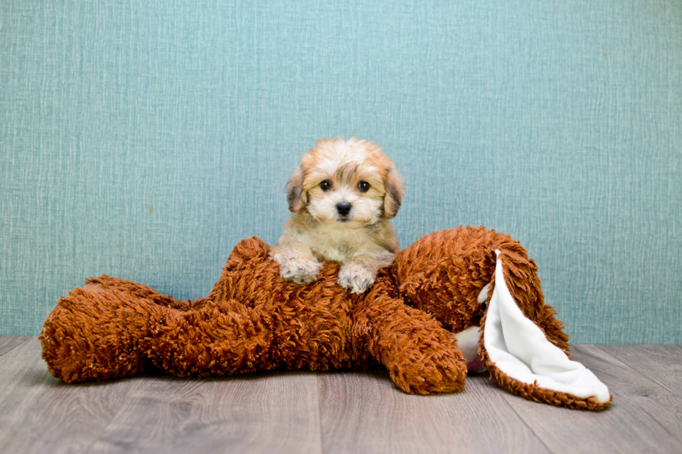 Best Morkie Baby