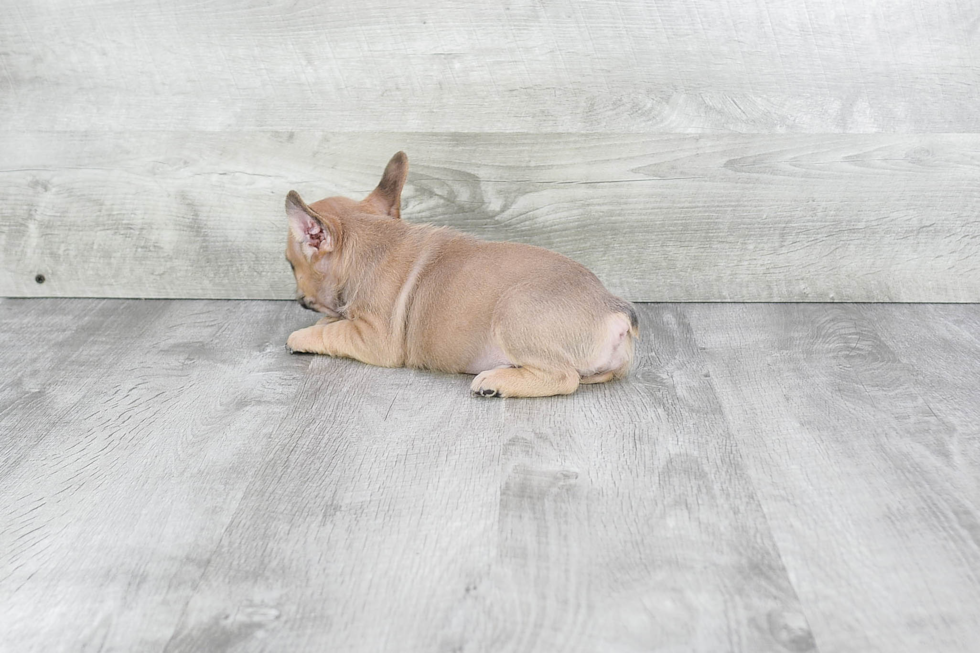 Playful French Bulldog Purebred Pup