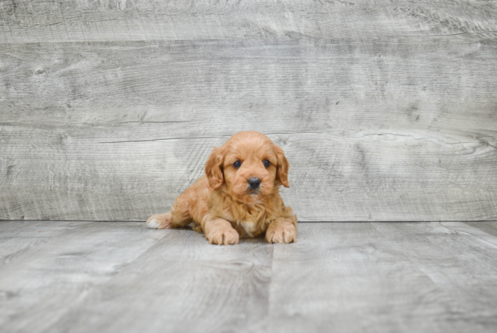 Cavapoo Pup Being Cute