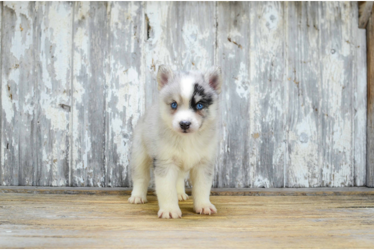 Energetic Mini Husky Designer Puppy