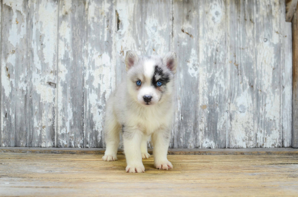 Energetic Mini Husky Designer Puppy