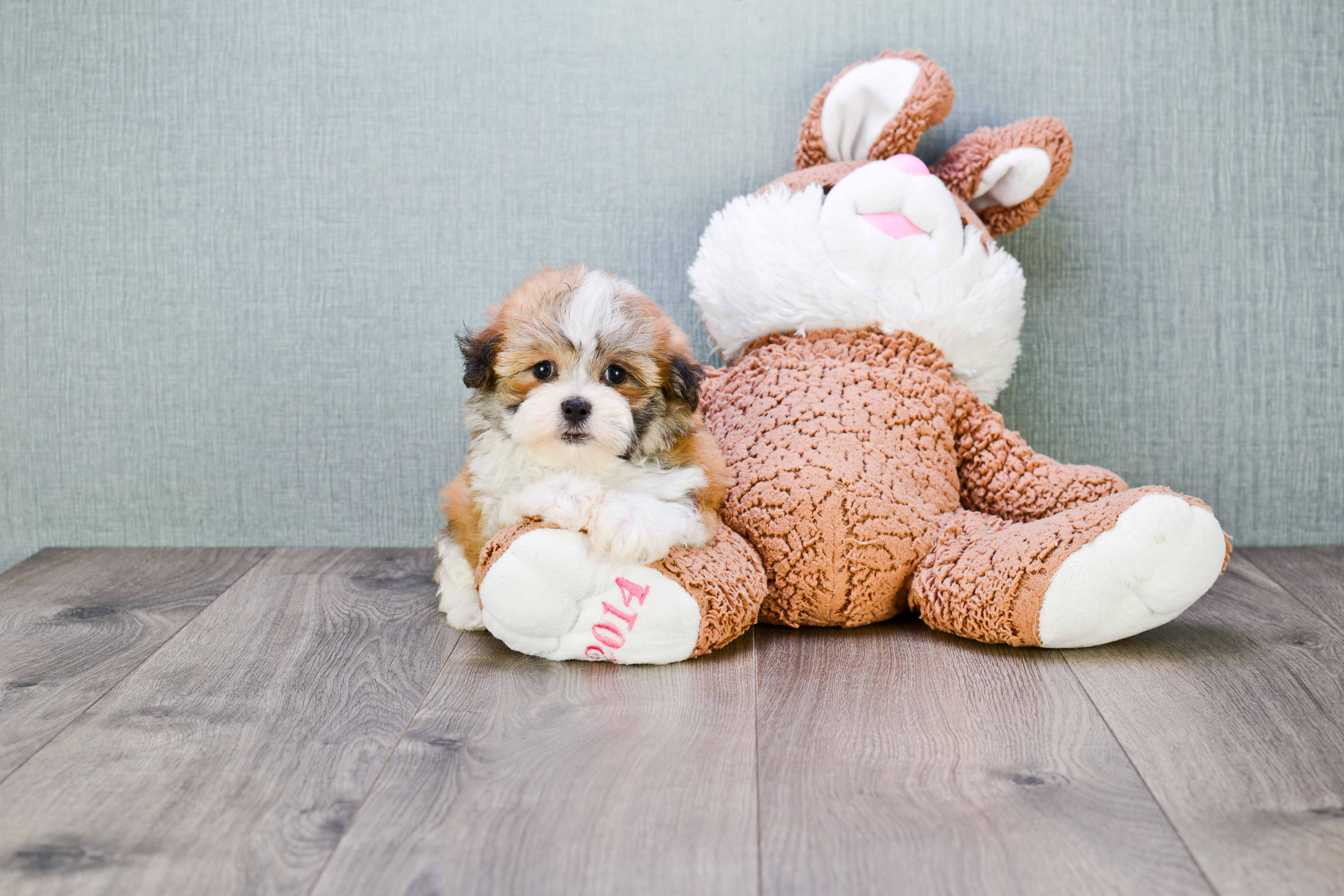 Teddy Bear Pup Being Cute