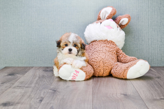 Teddy Bear Pup Being Cute