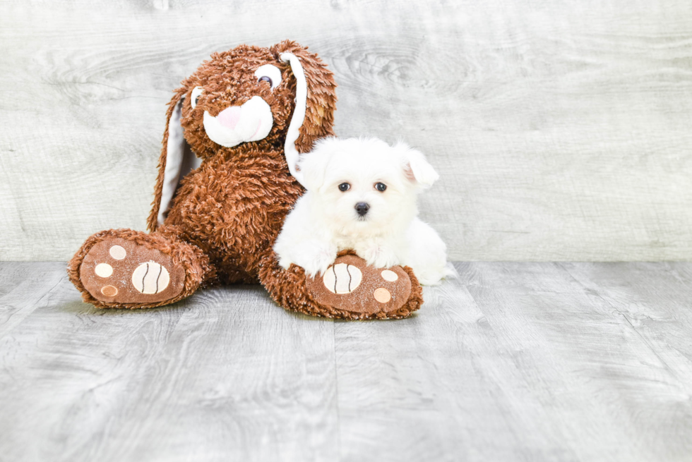 Cute Maltese Purebred Puppy