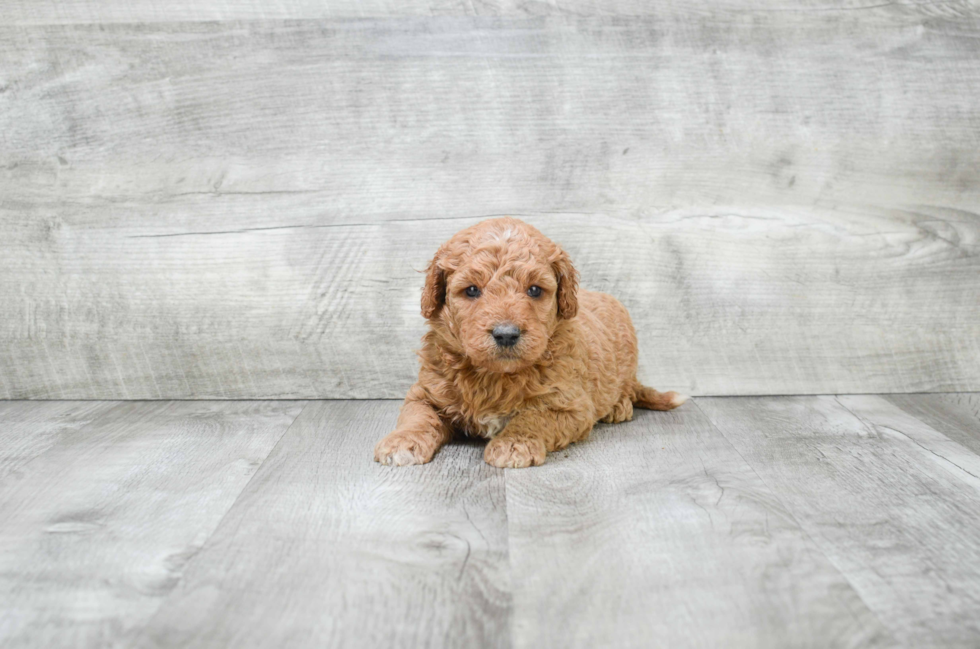 Mini Goldendoodle Puppy for Adoption