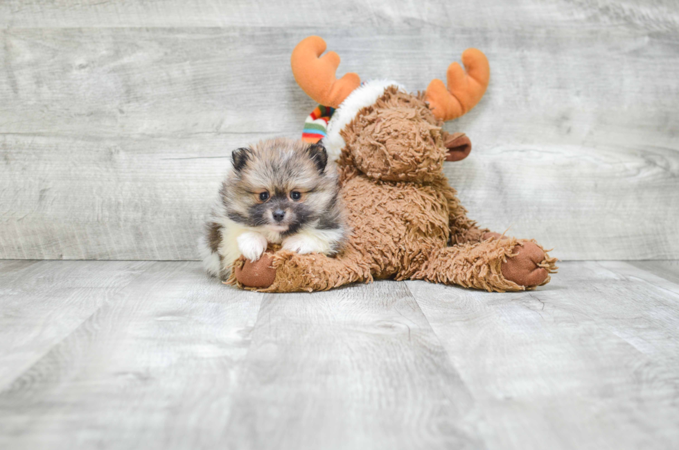 Friendly Pomeranian Purebred Pup