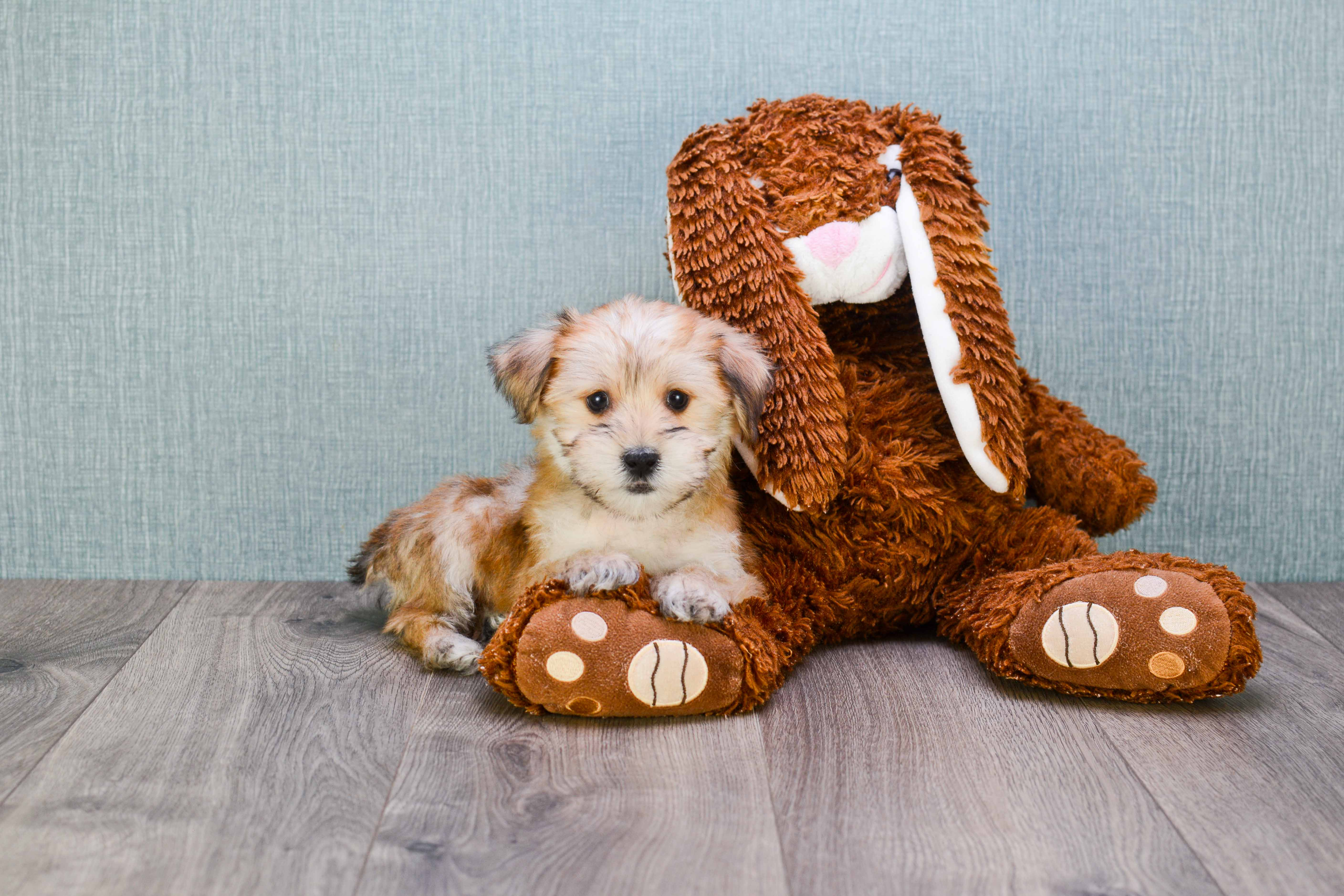 Morkie Puppy for Adoption