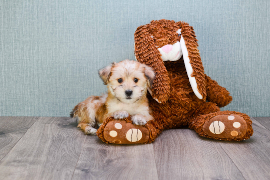 Morkie Puppy for Adoption