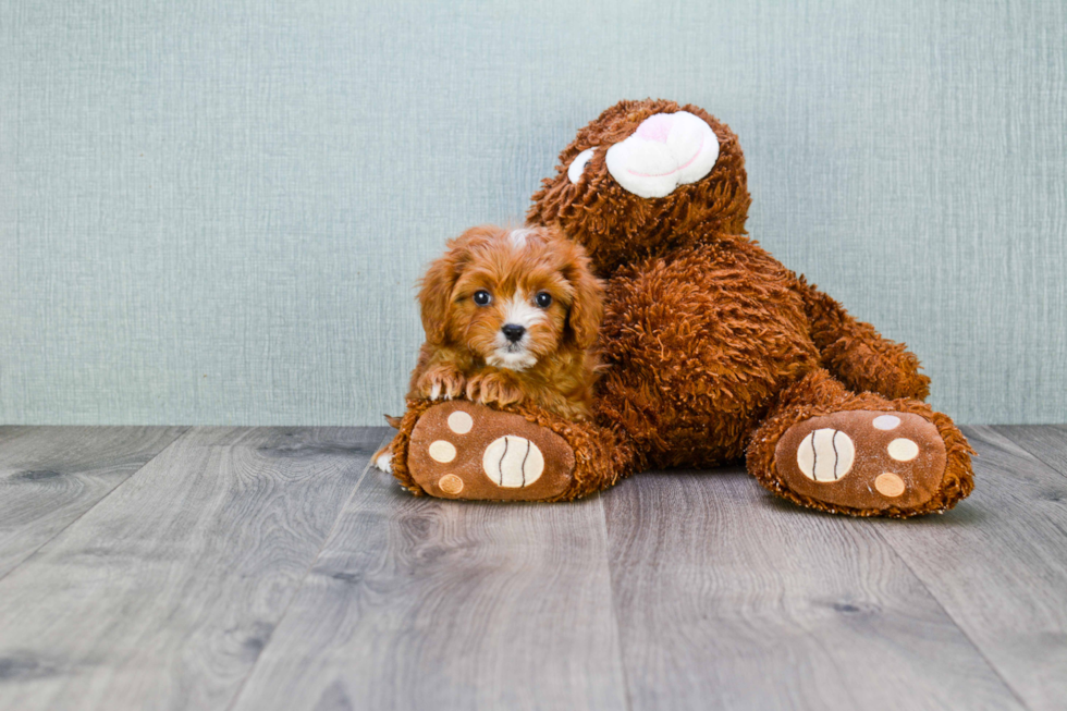 Playful Cavoodle Poodle Mix Puppy