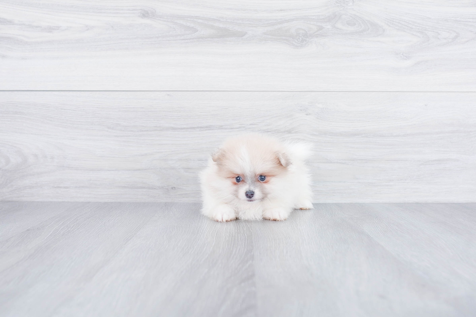 Akc Registered Pomeranian Baby