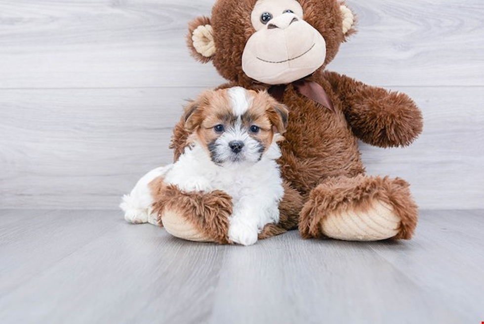 Playful Shichon Designer Puppy