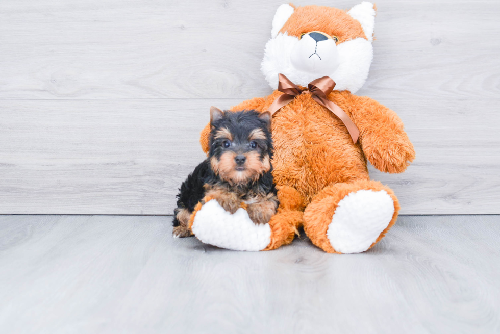 Meet Rascal - our Yorkshire Terrier Puppy Photo 