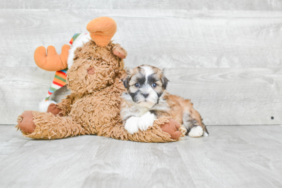 Havanese Pup Being Cute