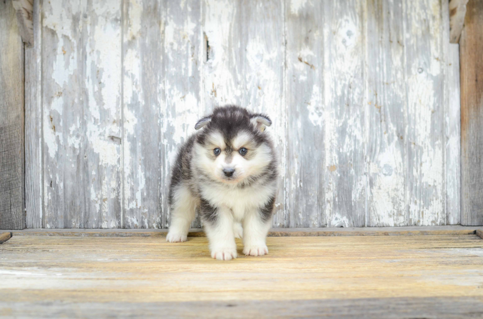 Pomsky Pup Being Cute