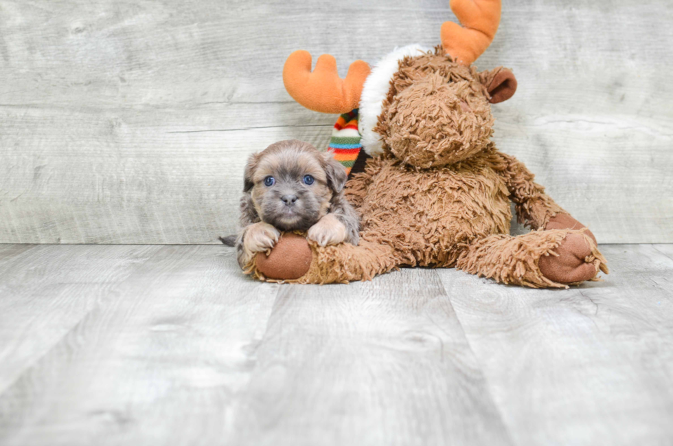 Teddy Bear Pup Being Cute