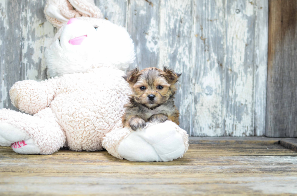 Little Yorkie Designer Puppy