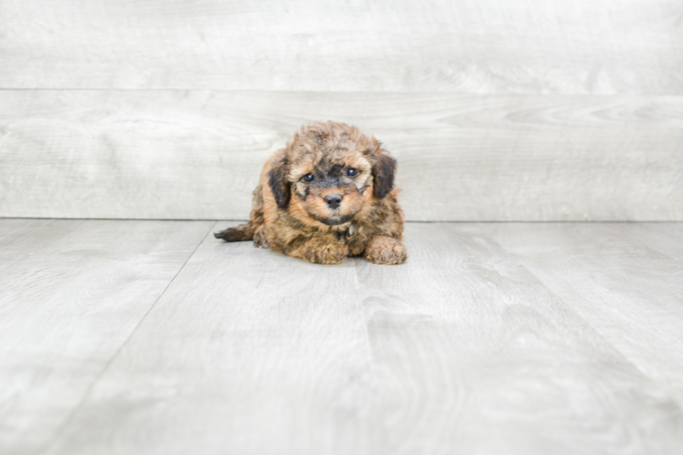 Adorable Mini Berniedoodle Poodle Mix Puppy