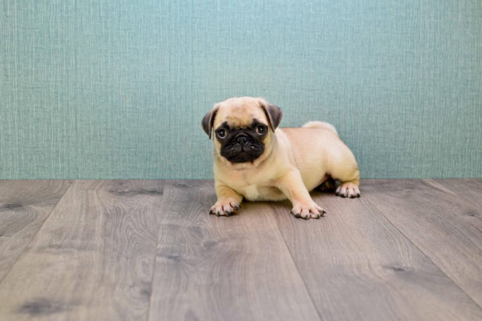 Pug Puppy for Adoption