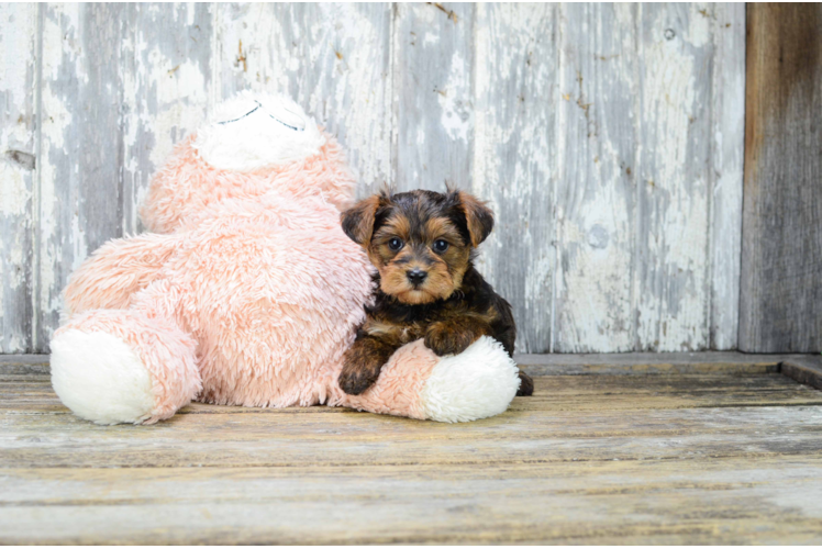 Yorkie Poo Puppy for Adoption