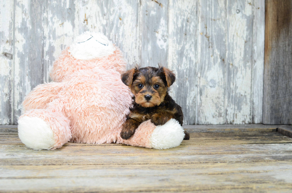 Yorkie Poo Puppy for Adoption