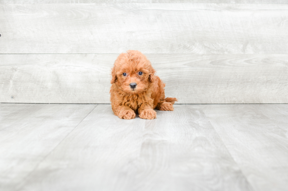 Mini Goldendoodle Puppy for Adoption