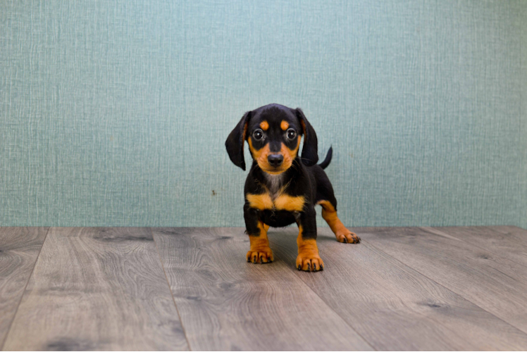 Cute Dachshund Purebred Pup