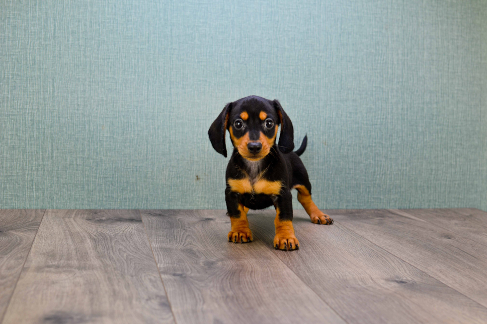 Cute Dachshund Purebred Pup