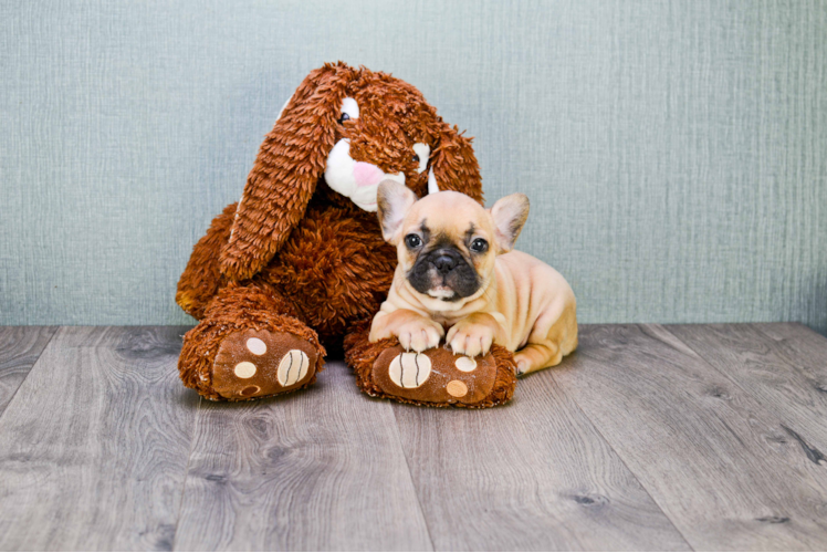 Best French Bulldog Baby