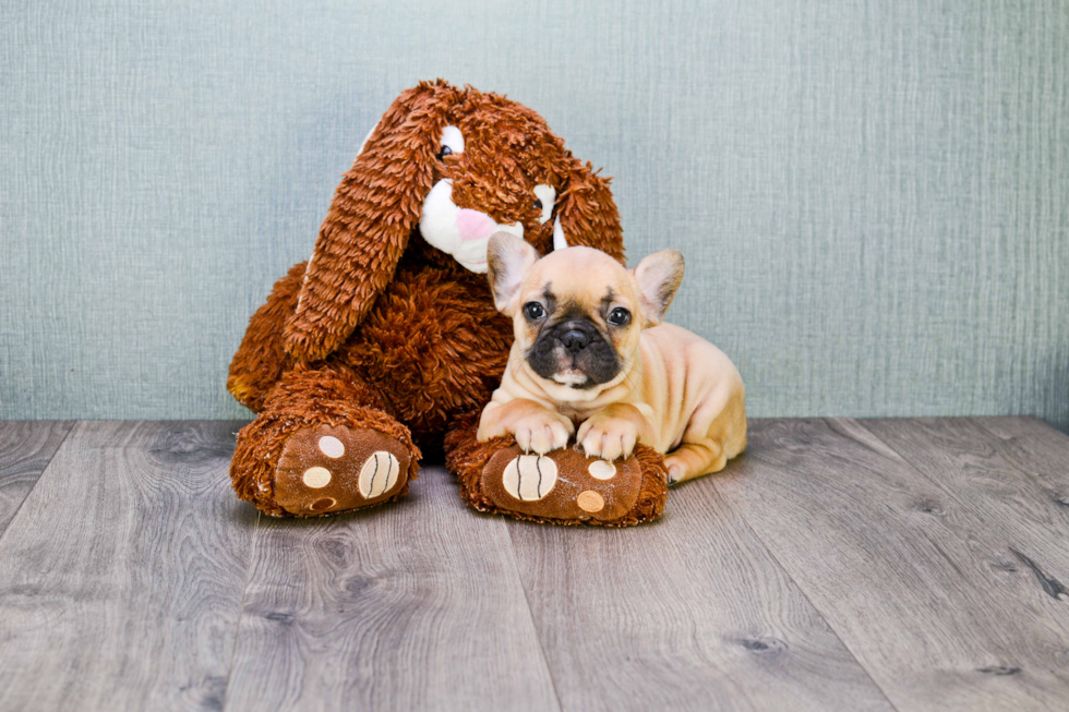 Best French Bulldog Baby