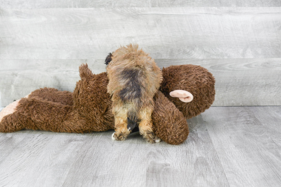 Little Havanese Purebred Pup