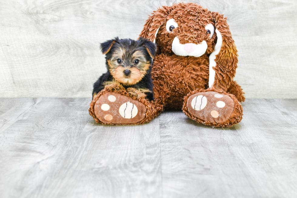 Meet Izzie - our Yorkshire Terrier Puppy Photo 