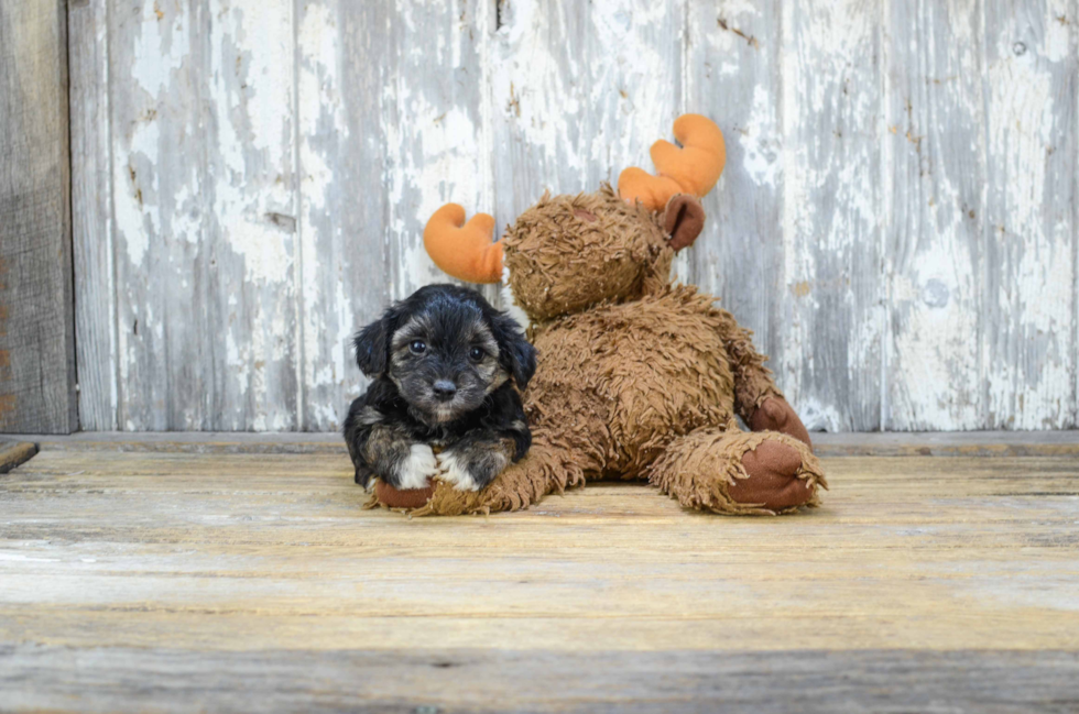 Playful Yorkie Designer Puppy