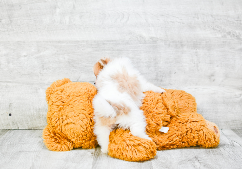 Happy Pomeranian Purebred Puppy