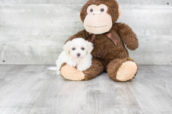 Popular Maltipoo Poodle Mix Pup