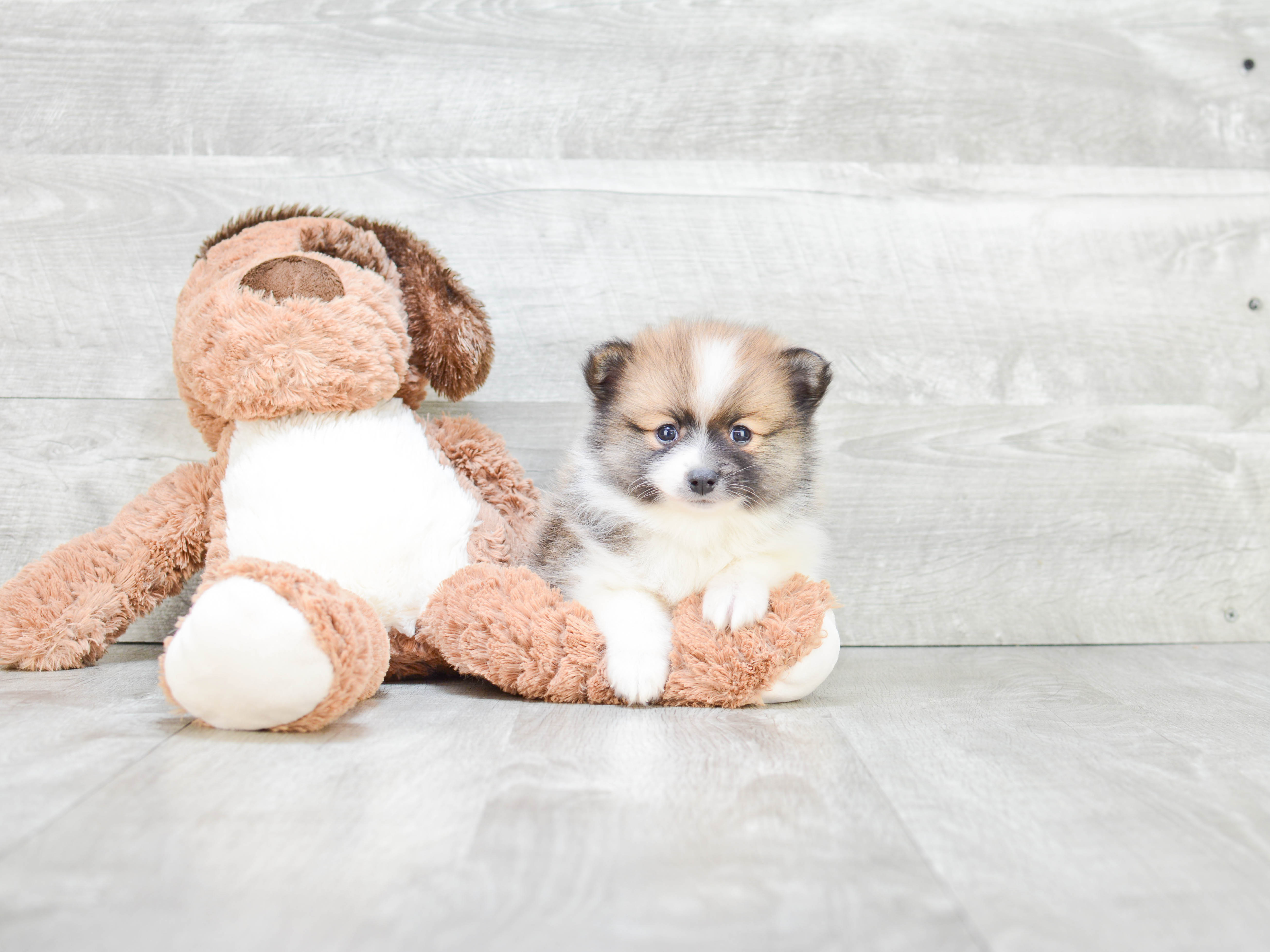 Pomeranian Pup Being Cute