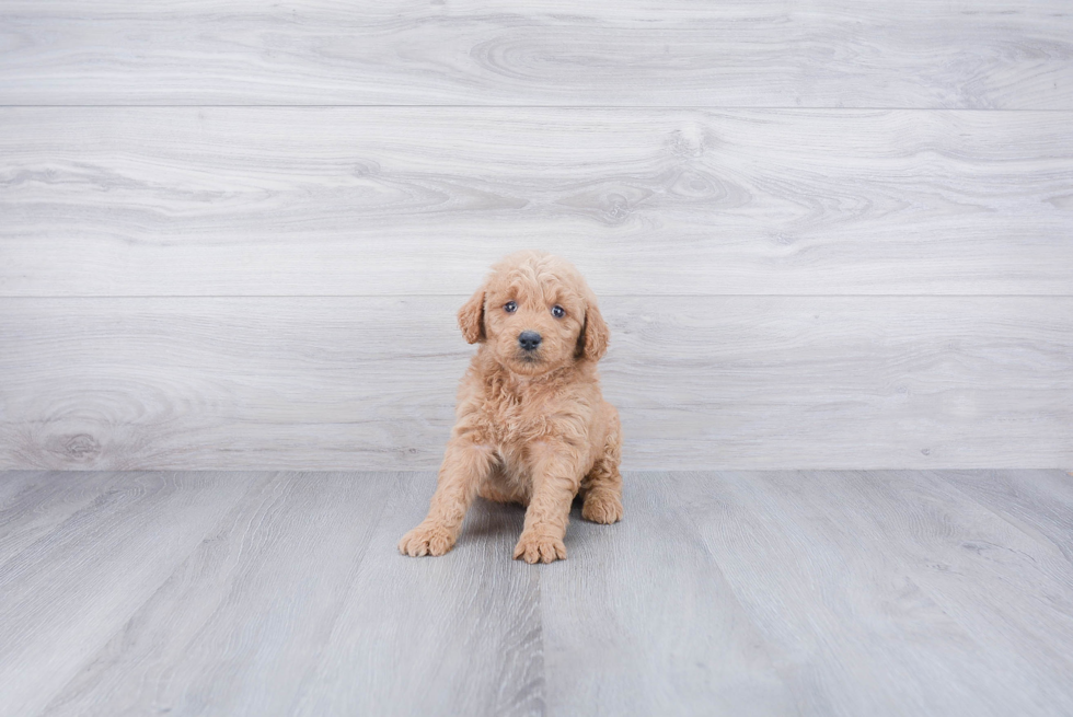 Best Mini Goldendoodle Baby