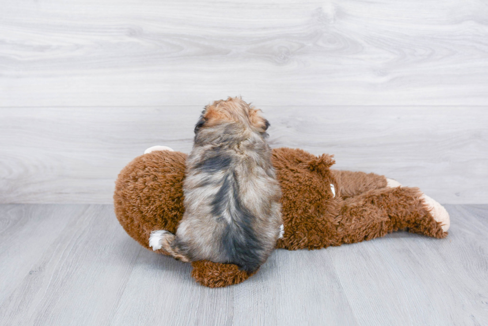 Mini Aussiedoodle Pup Being Cute