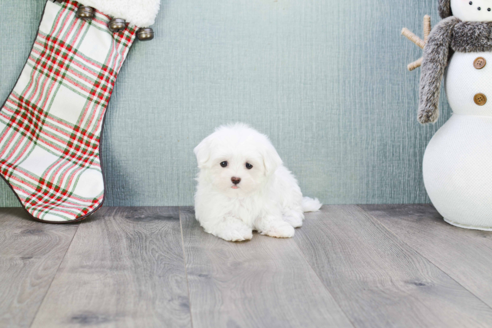 Small Maltese Baby