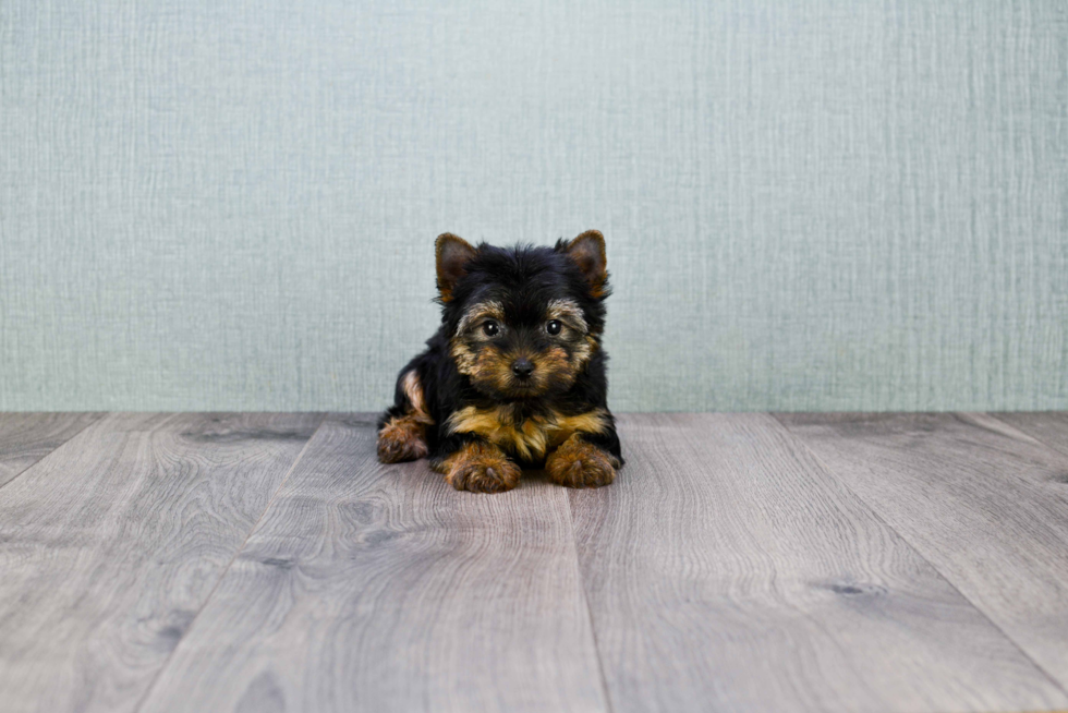 Meet Zoro - our Yorkshire Terrier Puppy Photo 