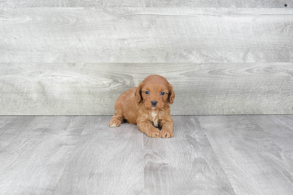 Little Cavoodle Poodle Mix Puppy